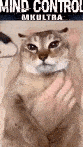 Mkultra Cat GIF - Mkultra Cat Dog GIFs