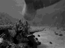 Mermaid GIF - Mermaid Blackandwhite Ocean GIFs