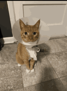 Milo Cat GIF - Milo Cat Funny GIFs