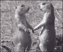 Squirrels Funny Animals GIF - Squirrels Funny Animals Kiss GIFs