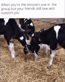 Wholesome GIF - Wholesome GIFs