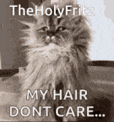 Fritz Theholyfritz GIF - Fritz Theholyfritz Fritz The Cat GIFs