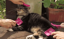 Yasss GIF - Cat Brush Relax GIFs