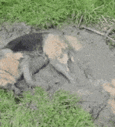 a dog is laying in a muddy puddle in the grass