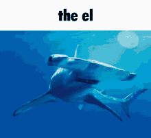 The El Hammerhead Shark GIF - The El Hammerhead Shark Shark GIFs