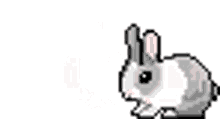 bunny rabbit hop