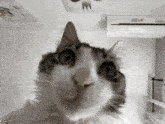 a close up of a cat 's face with an air conditioner behind it