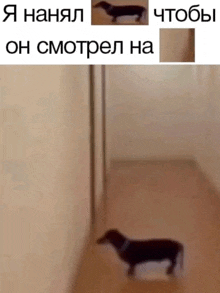 a picture of a dachshund standing next to a wall with russian text