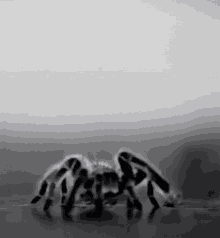 Bugs Spiders GIF - Bugs Spiders GIFs