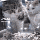 Food Cat GIF - Food Cat Camera GIFs