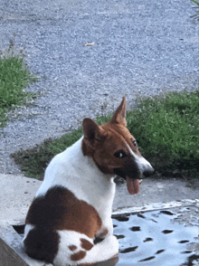a brown and white dog with its tongue hanging out looks at the camera