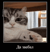 надоело Komaru Cat GIF - надоело Komaru Cat Komaru Everyday GIFs