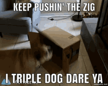 Bulldog Dog Vs Box GIF - Bulldog Dog Vs Box Zigg Meister GIFs