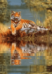 Tiger Water GIF - Tiger Water Nature GIFs