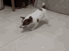 puppy rolling