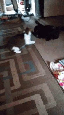 Cat Play GIF - Cat Play Fight GIFs