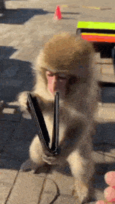 a monkey is holding a wallet in its mouth while sitting on the ground .
