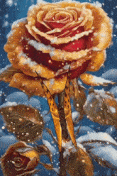 a butterfly is perched on a red and yellow rose