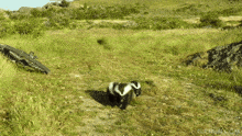 patagonia skunks