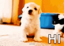 Adorable Puppy GIF - Adorable Puppy Hi GIFs