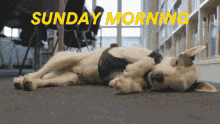 Sunday Morning GIF - Sunday Morning Sleeping GIFs