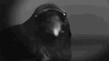 Corvid Bird GIF - Corvid Bird Black GIFs
