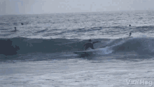 Surfing Surfers GIF