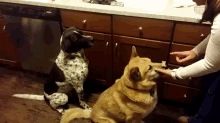 Stealing A Treat GIF - Dogs Treat Steal GIFs