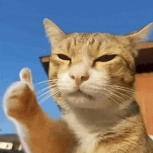 a close up of a cat giving the thumbs up sign .