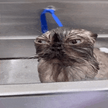 a wet cat with a blue hose hanging from its head
