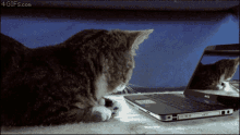 Whos That Cat GIF - Whos That Cat Kitty GIFs