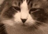 Cat Cat Meme GIF - Cat Cat Meme Cat Pursing Lips GIFs