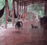 a dog and a cat are walking on a porch