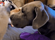 Dog And Cat Kiss GIF - Dog And Cat Kiss Great Dane GIFs