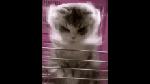 Vergil Cat GIF - Vergil Cat Dmc GIFs