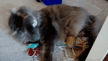 a cat laying on the floor with a toy in its paws