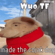 Cojaknadi Cojak Dog GIF - Cojaknadi Cojak Cojak Dog GIFs