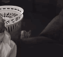 a white cat with green eyes is playing with a person 's hand .