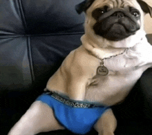 a pug dog is sitting on a couch wearing a pair of blue underwear
