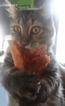 Cat I Can Haz Pizza GIF