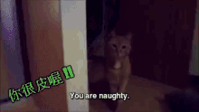 a cat is standing in a dark room and says " you are naughty " in a foreign language