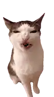 a gray and white cat with its mouth open looks at the camera