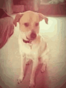 a small brown and white dog with a collar is sitting on the floor .