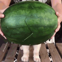 Puppy Labrador GIF - Puppy Labrador Watermelon GIFs