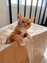 a cat laying on top of a cardboard box