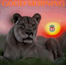 Lioness Liverpool GIF - Lioness Liverpool Good GIFs