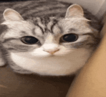 a close up of a cat 's face looking at the camera .