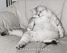 a fat cat is laying on a couch and says gdhshrhshdv