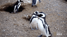Walking Around Homewrecking Penguin GIF - Walking Around Homewrecking Penguin Ready To Mate GIFs