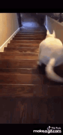 bork jump stairs dog pet